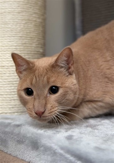 Heartwarming Moments with My Adopted Cat