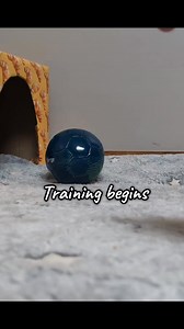 77K views · 756 reactions | Training begins #animals #armadillo #soccer | zoodaddy | Facebook