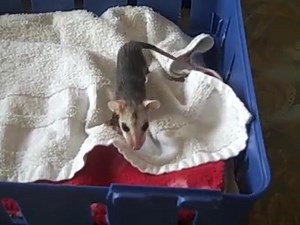 5.7K views · 63 reactions | Hear the sound that a baby opossum makes when it's calling for it's mom. | Paws Animal Wildlife Sanctuary, Inc. | Facebook