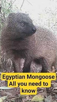 Egyptian Mongoose - all you need to know