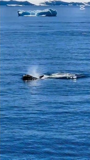 “Dolphins Jumping in Snow Mountain Sea 🌊🐬 | Stunning Nature Moment”