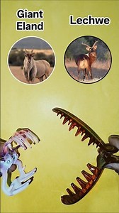 Giant Eland vs Lechwe 🥺😅🥹😅🤔😅🥹😅🥺😅🥹🤔 #shorts #shortvideo #countryballs #funnyvideo