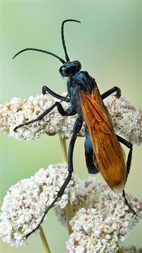 -Mr. Vivek on Instagram: "The Tarantula Hawk Wasp: Painfully Polite Predator This giant wasp delivers one of the most painful stings on Earth — not deadly, just scream-worthy. Its main target? The tarantula! It paralyzes the spider with a precise sting — no escape! Then it lays an egg on the still-alive spider, and the larva slowly eats it from the inside. Despite the horror, males are surprisingly gentle — they chill on flowers sipping nectar. A ruthless assassin in the wild, a peaceful monk in