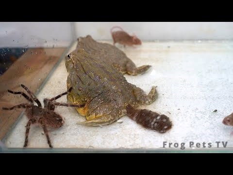 African Bullfrog Poops before a heavy meal | Warning Live feeding