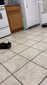 This cat doesn't know what to think of a Roomba. | The National Desk - TND