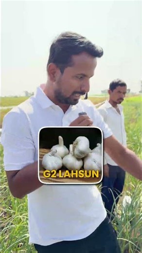पहली बार देखी होगी ऐसी खेती 😱🌾 #indianfarmer #shorts