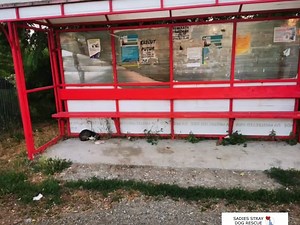 ⚠️ Warning ⚠️ Upsetting and distressing images of a cat being eaten by maggots 😭 one of the worst cases we’ve seen on a cat. We’ve just been out to rescue this incredibly brave boy, who was curled up in a bus stop, we are amazed he’s still alive. He must be in unimaginable agony, not only from the trauma to his head, leaving his eyes barely still in his skull but the maggots, oh my god the maggots... All over his body AND IN HIS MOUTH 😭 We rushed him straight to our vet Elena Berbece who we th