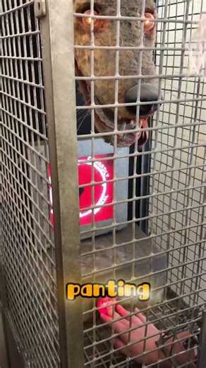 I'm afraid of dogs, so how does that measure my courage?