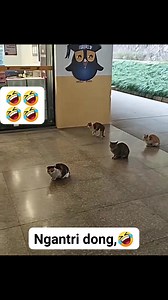 208K views · 3.3K reactions | Kajon Setiapano on Reels | Facebook