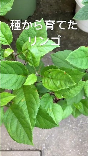 種から育てたリンゴ