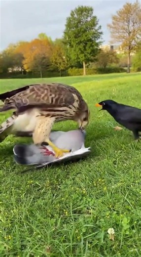 The hawk didn't let go... #birds #hawk #predator