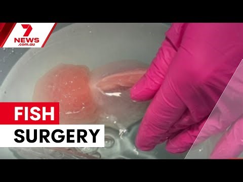 Goldfish receives sight-saving surgery in Adelaide | 7NEWS
