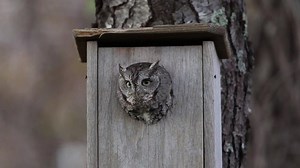 How to Attract Screech Owls • BirdHouseSupply.com