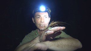 Understanding house centipede behavior and venomous centipede species