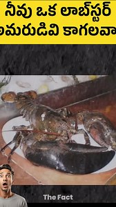 Lobsters Never Age? Shocking Science Behind Their Endless Life Ever wondered why lobsters like Big John lived for 140 years? Dive into the mind-blowing science of lobster immortality! Unlike humans, whose cells tire out after ~40 divisions due to shrinking telomeres, lobsters have a special enzyme—telomerase—that repairs telomeres, letting their cells divide endlessly. This means their bodies never age, and they only die if eaten or starved! From Big John’s epic survival to the biology of eterna