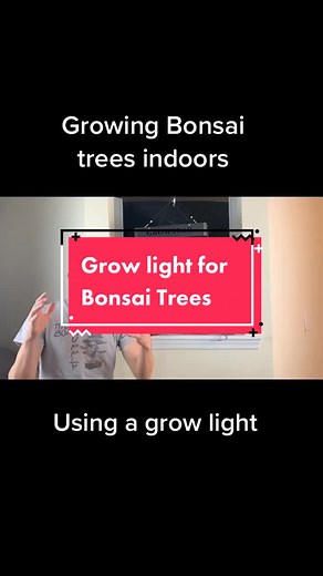 Grow Light for Bonsai Trees: Essential Tips and Tricks