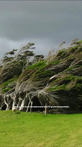 At Slope Point, the southernmost tip of New Zealand’s South Island, relentless Antarctic winds blow year-round, forcing every tree to grow horizontally. Trunks and branches sweep permanently eastward, creating striking living sculptures that resemble giant brushes frozen in motion. #slopepoint | Archaeology Wonders