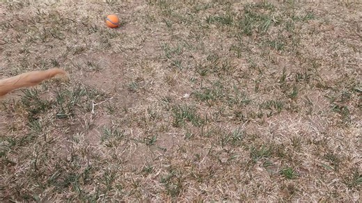 Cockapoo puppy for sale