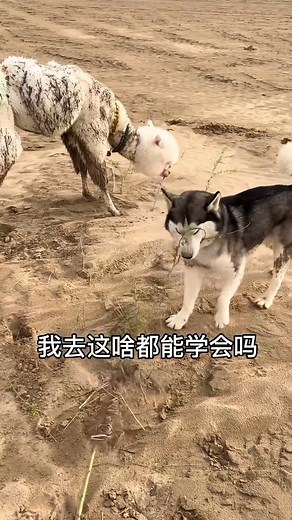 The alpaca was taken into the river by the Husband pig again😂😀#dog #Dog #Mating #design #reelsfb | Mating Zone