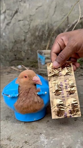 💊 Giving B-50 Forte (Vitamin B Complex) to Pigeons | Boost Energy & Recovery Naturally