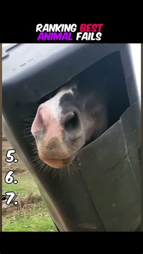 RANKING BEST ANIMAL FAILS!