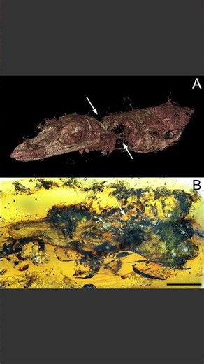 The smallest dinosaur ever discovered 🐣🦖