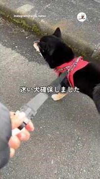 I found a Shiba Inu | PECO