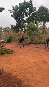 18K views · 658 reactions | École primaire à l’époque @super fans Ulrich Takam | Dictateur le comédien | Facebook