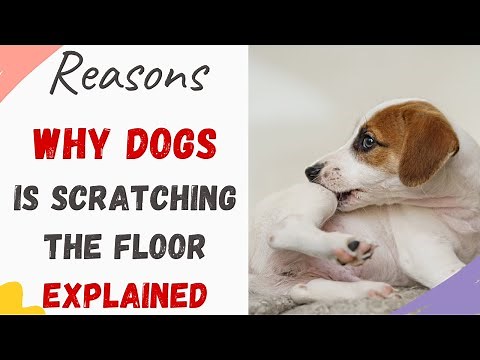 Why is My Dog Scratching the Floor (Reasons Explained and What to do)