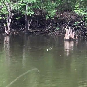 1.1K views · 39 reactions | One of RUNCL Frog Lure Kit comes with a spinner on the belly which can act like a dinner bell to bass when retrieved. Watch the video for more #topwater action. | Runcl | Facebook