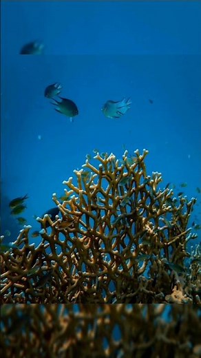 "Quick Environmental Quiz: Test Your Knowledge! 🌍" | Knowledge_Hunt | #environment