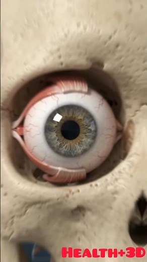 When Your Retina Starts Detaching From Your Eye | Retinal Detachment Explained