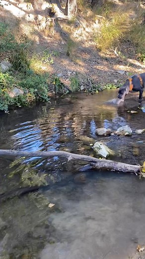 #var #canecorsolife #Flayosc Grande balade cet après-midi avec Django | Laurence photography