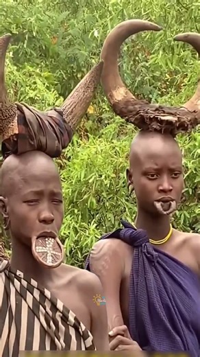 Tribal Girls Shocking Beauty Traditions to Marry Their Chief #shortvideo #facts #triballife #adivasi