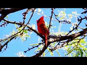 A Male Northern Cardinal Songs: Whistles, Alarms & Territorial Calls Explained -- WFC
