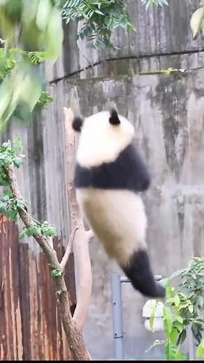 Panda Falling Funny Videos