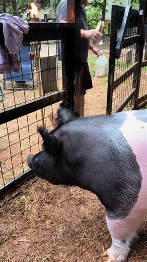 Step 7 of Dunkin’s bath routine! @Critter Hill Goat Milk lotion time!!! Go check out Kelly’s page, her products are amazing!! #fyp #foryoupage #creatorinsights #americarunsondunkin #dunkintheretiredshowpig
