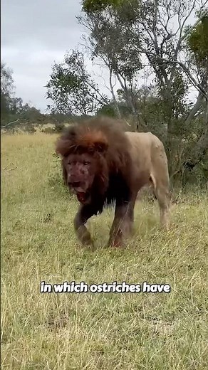 How Ostriches Can Kill Lions With a Single Powerful Kick