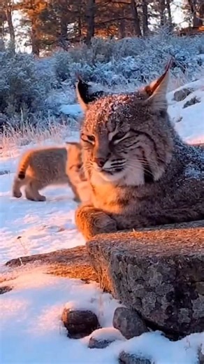 😍🥰 Momma Lynx done had enough of the games • A lynx kitten is a young, wild cat that is born blind and entirely dependent on its mother for the first few weeks of life. They are typically buff-colored with longitudinal streaking on their backs at birth and develop quickly, opening their eyes around 10-17 days old and beginning to walk by 3-4 weeks. Kittens remain with their mother for about 10 months to a year, learning essential hunting and survival skills before becoming independent . . . . 