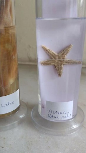 Starfish and Labeo fish Spotting for Biology Class XII Practical