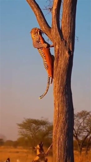 A leopard drags its kill up a tree to escape a pack of hungry African wild dogs.