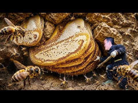 Dwarf Family Harvests Giant Underground Honeycomb in Hidden Cave Adventure