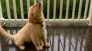 Golden Retriever Puppy Howls at the Rain for the First Time | funny dog videos
