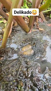 1.9M views · 4.1K reactions | Delikado #highlightseveryonefollowers | William tv | Facebook