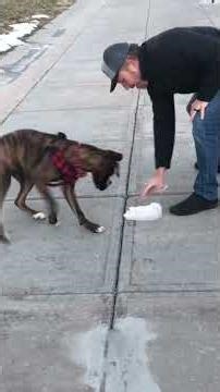 Cutest and Funniest Dogs and Puppies! 🐾 Guaranteed Laughs! #dogmoments #funny #animals