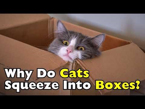 Why Do Cats Love Boxes? [ID0601]