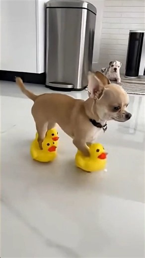 🤣#ytshorts #humor #like #animals #chihuahua#perros #dog #funny