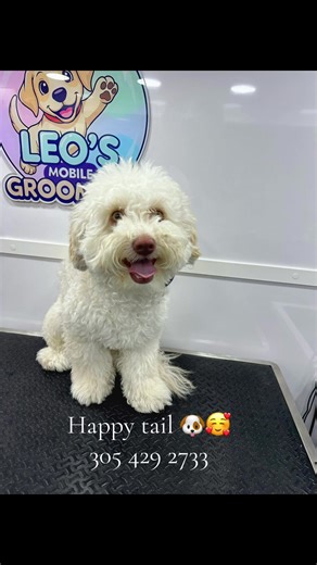 Leos mobile grooming on TikTok