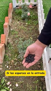 16K views · 8K reactions | Comenta “ZEN” y te enviaré el enlace directamente a tus mensajes #jardinería #jardín #consejosdejardinería #vidajardín #inspiracionjardín #ideasjardín #amorjardín #diseñodejardín #jardinerosdeinstagram #mundodejardineros | Jardin Nova | Facebook