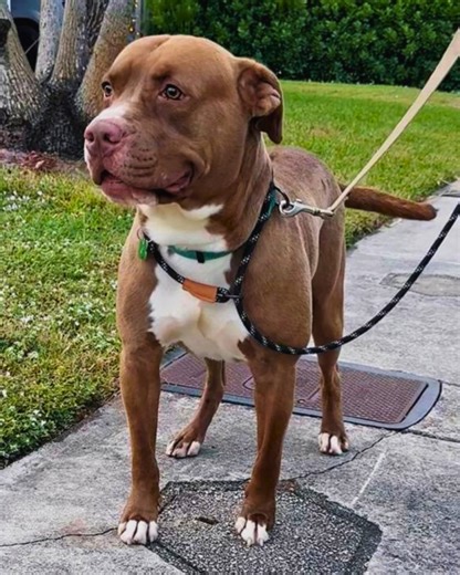 🐾 A day with Hank: ☀️ Morning: Training games with his favorite volunteers — keeping his brain busy! 🌳 Afternoon: Yard time where his goofy, silly side shines. 💤 Evening: Snuggles, snacks, and winding down for the night. Hank came to us after being found with severe burns, but he hasn’t let that stop him from showing the world what a resilient, happy boy he is. He’s still working with our trainers, but every day he gets closer to being adoption-ready. 💚 📲 Apply to adopt, foster or donate to